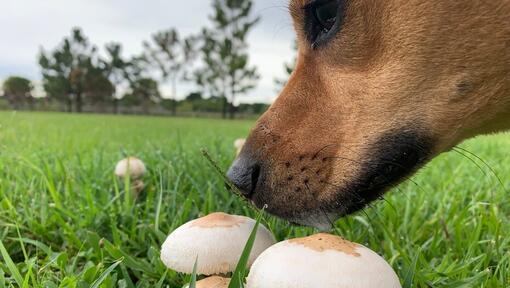 Dog ate 2025 mushroom chocolate